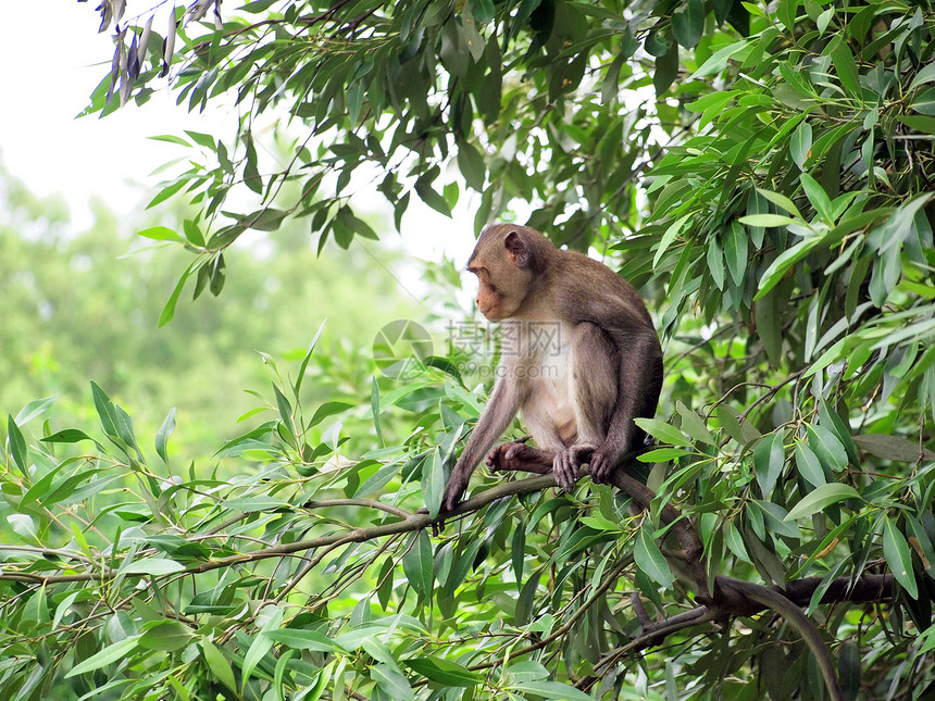 猕猴坐在自然栖息地的树上图片