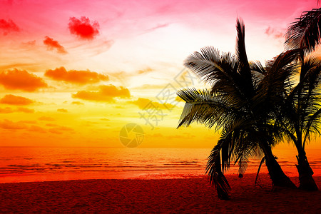 泰国KohKood的椰子图片