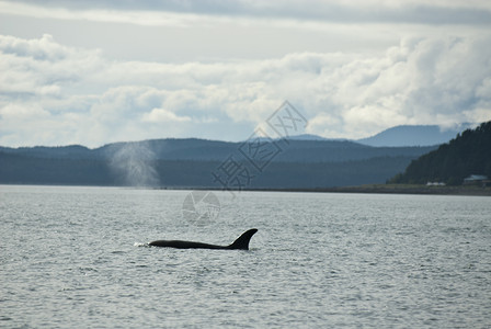 阿拉斯加朱诺的观鲸冒险海洋生物旅游目的地座头鲸尾图片