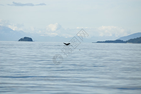 阿拉斯加朱诺的观鲸冒险海洋生物旅游目的地座头鲸尾图片