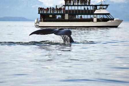 观赏来自JuneauAlaska的探险鲸鱼海洋生物图片