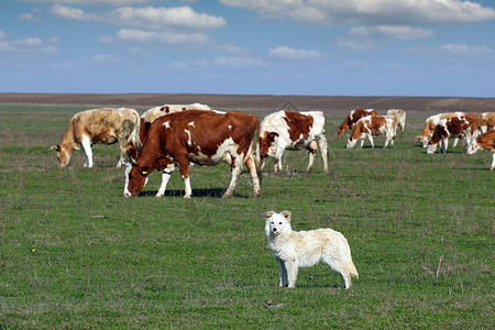 背景中有一群牛的牧羊犬图片