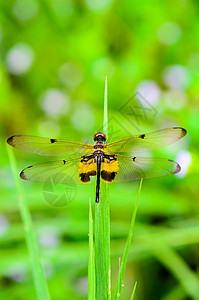 翅膀上印有黑黄标记的龙尾苍蝇图片