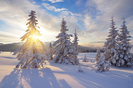 雪山林冬季风景阳光明媚的一天喀尔巴阡山脉图片