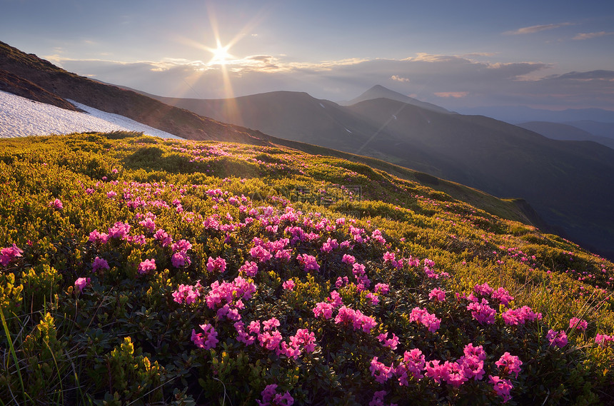 美丽的夏日山花粉红色的杜鹃花在上绽放美妙的日落与温暖的阳光喀尔巴阡山脉图片
