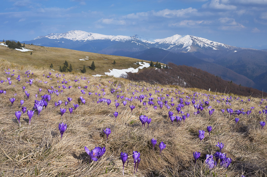 山景与第一春花番红花春天在山上乌克兰图片