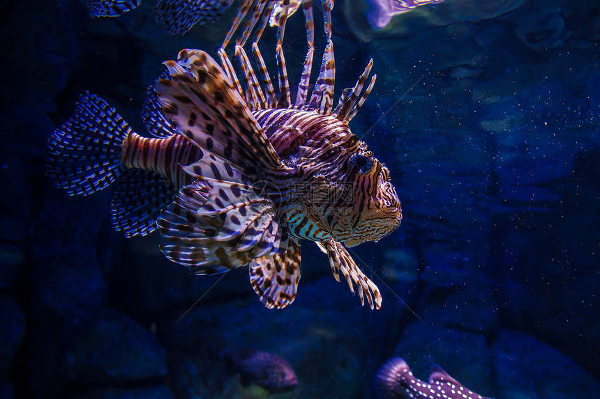 狮子鱼在水族馆的水下图片图片