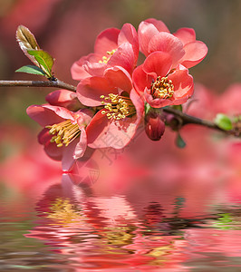 红春花和水反射闪耀的夏诺美丽开花图片
