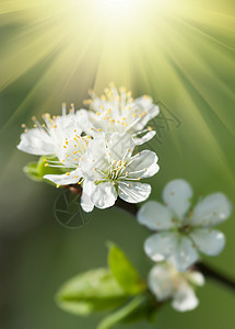 春树上鲜花的软形象白花带图片