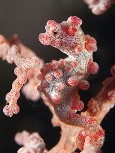 珊瑚鱼侏儒海马图片
