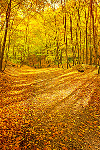 森林中的美丽秋景图片