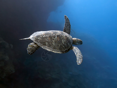 菲律宾薄荷岛海的绿海龟高清图片