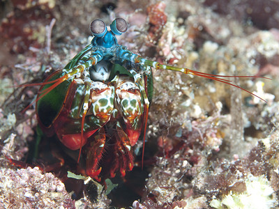 菲律宾薄荷岛海的孔雀螳螂虾高清图片