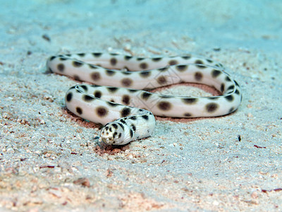 红海斑鳝图片