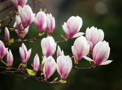 春时盛开木兰花的软焦点图像背景图片
