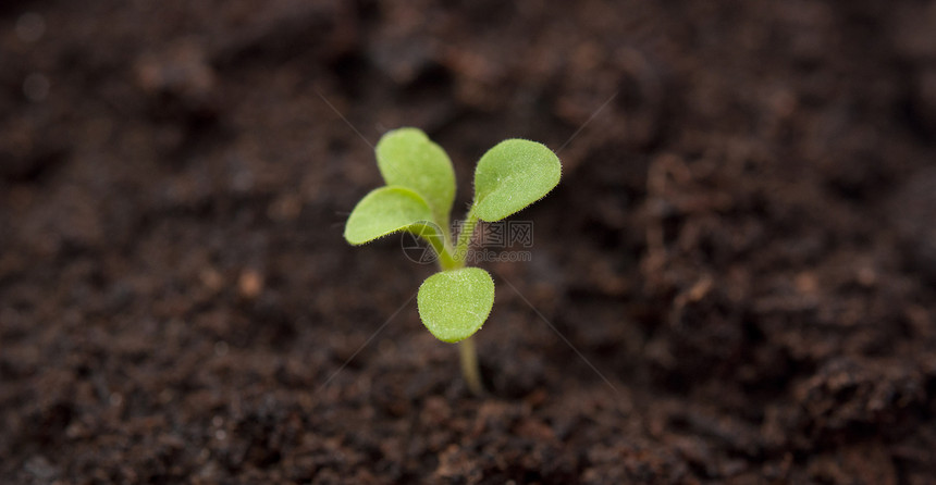 植物从土壤中生长开始图片