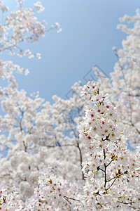 樱花树春天开花的分支在蓝天的图片