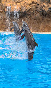 海豚在做尾巴站立时赛跑图片