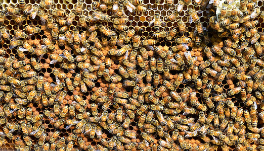 蜜蜂照顾它们的幼虫背景图片