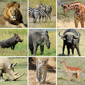 九个非洲动物拼贴画狮子斑马大象长颈鹿水牛疣猪犀牛图片