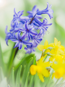 春天的花朵背景图片