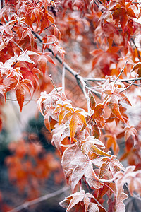 冬天背景冬季温暖的寒冬色调带雪覆盖冰冻图片