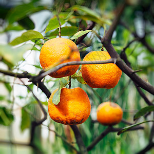 橙树温暖的夏日阳光图片