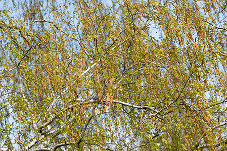 桦树开花枝条春天明亮的背景关闭图片