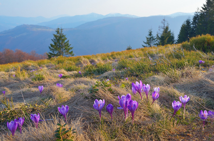 乌克兰喀尔巴阡山脉地貌的山地景观花图片