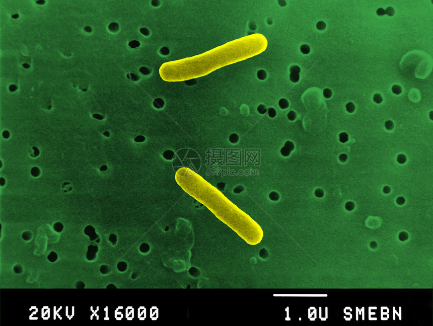 显微镜下的沙门氏菌图片