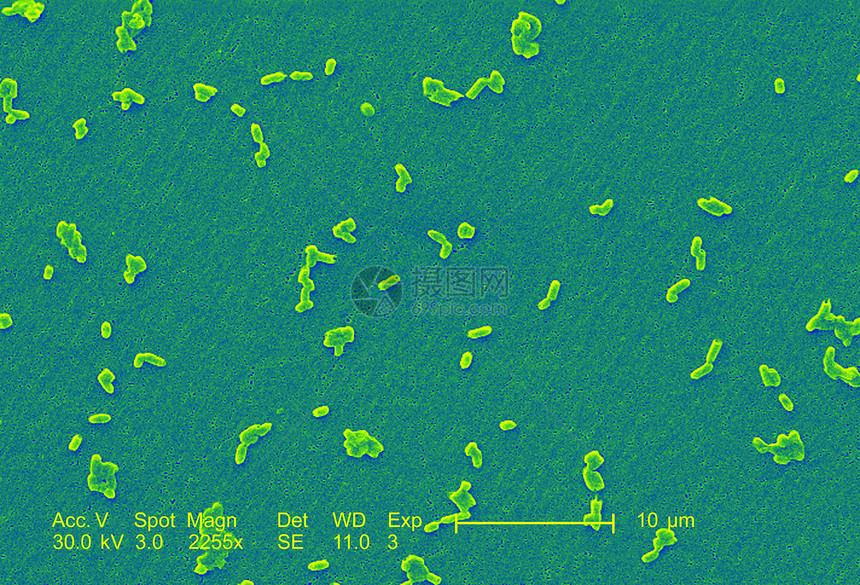 显微镜下的沙门氏菌图像图片
