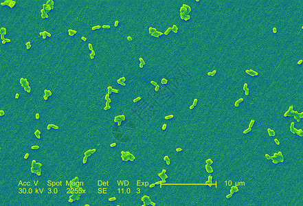 显微镜下的沙门氏菌图像图片