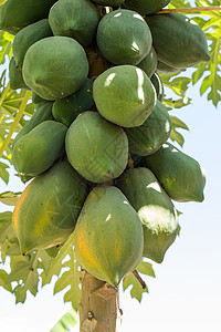 树上的木瓜泰国种图片