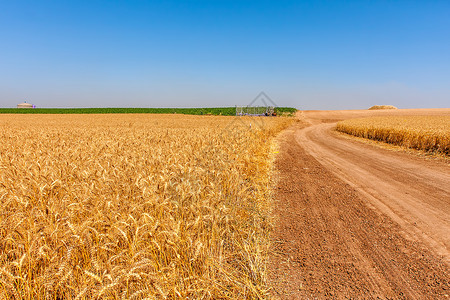 以色列蓝天下麦子成熟的农村地区之间的乡村公路图片