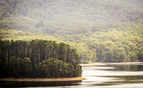 宁静的森林雾气缭绕俯瞰平静的湖面图片