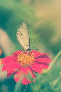 花园中的红津尼亚花和蝴蝶背景图片