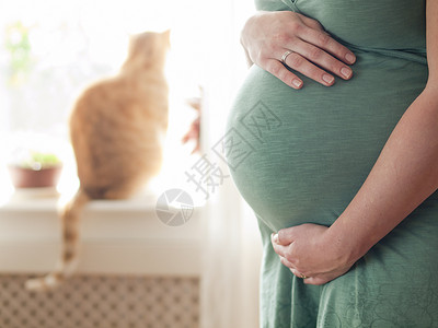怀孕的年轻孕妇扩大家庭有一只猫图片