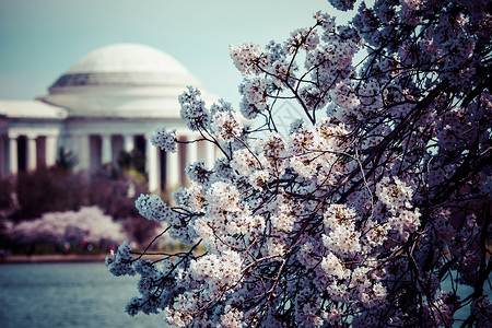 华盛顿Jefferferson纪念碑的春季图片