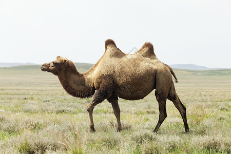 蒙古沙漠中的骆驼图片