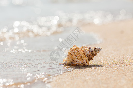 沙滩上的贝壳夏天的照片图片