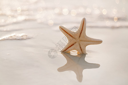 佛罗里达海滨面星温图片