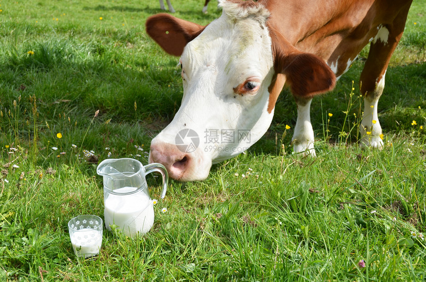 牛奶和牛瑞士埃蒙塔尔地区图片