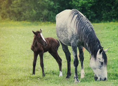 新生婴儿马和母亲在绿图片