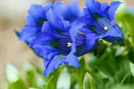 背景花园中的喇叭龙胆蓝春花图片