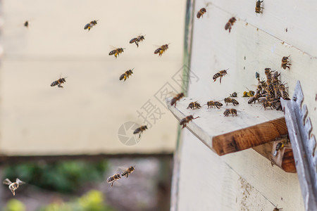 蜜蜂飞入蜂巢图片