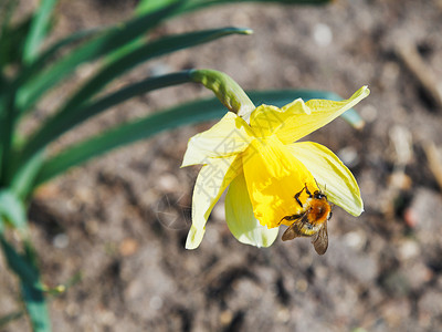 大黄蜂在春日从水仙花中采集花蜜图片