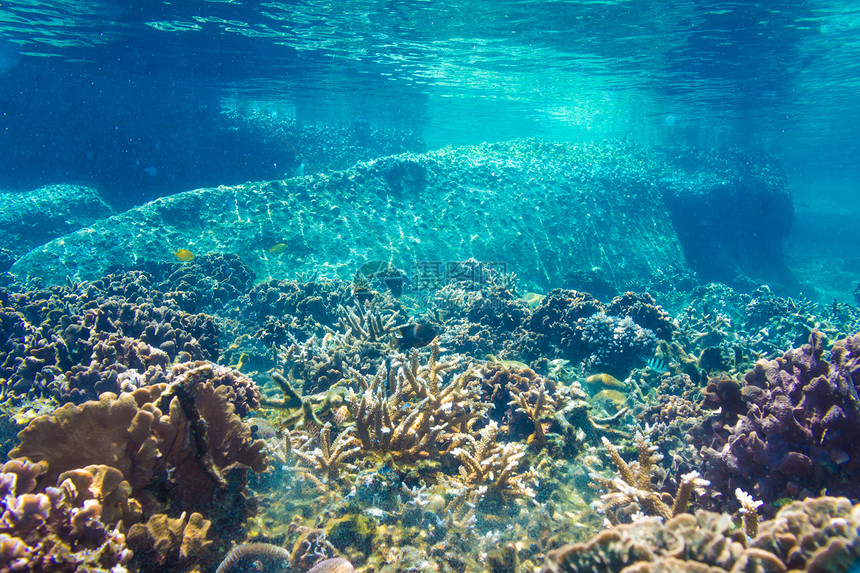 浅海阳光下带热鱼类图片