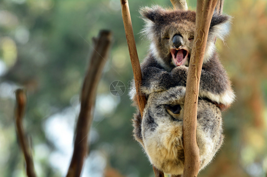 KoalaPhascolarctoscinereus在澳大利亚的一图片