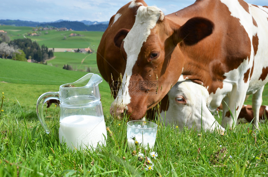 牛奶和牛瑞士埃蒙塔尔地区图片