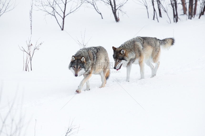 狼群在寒冷的冬图片